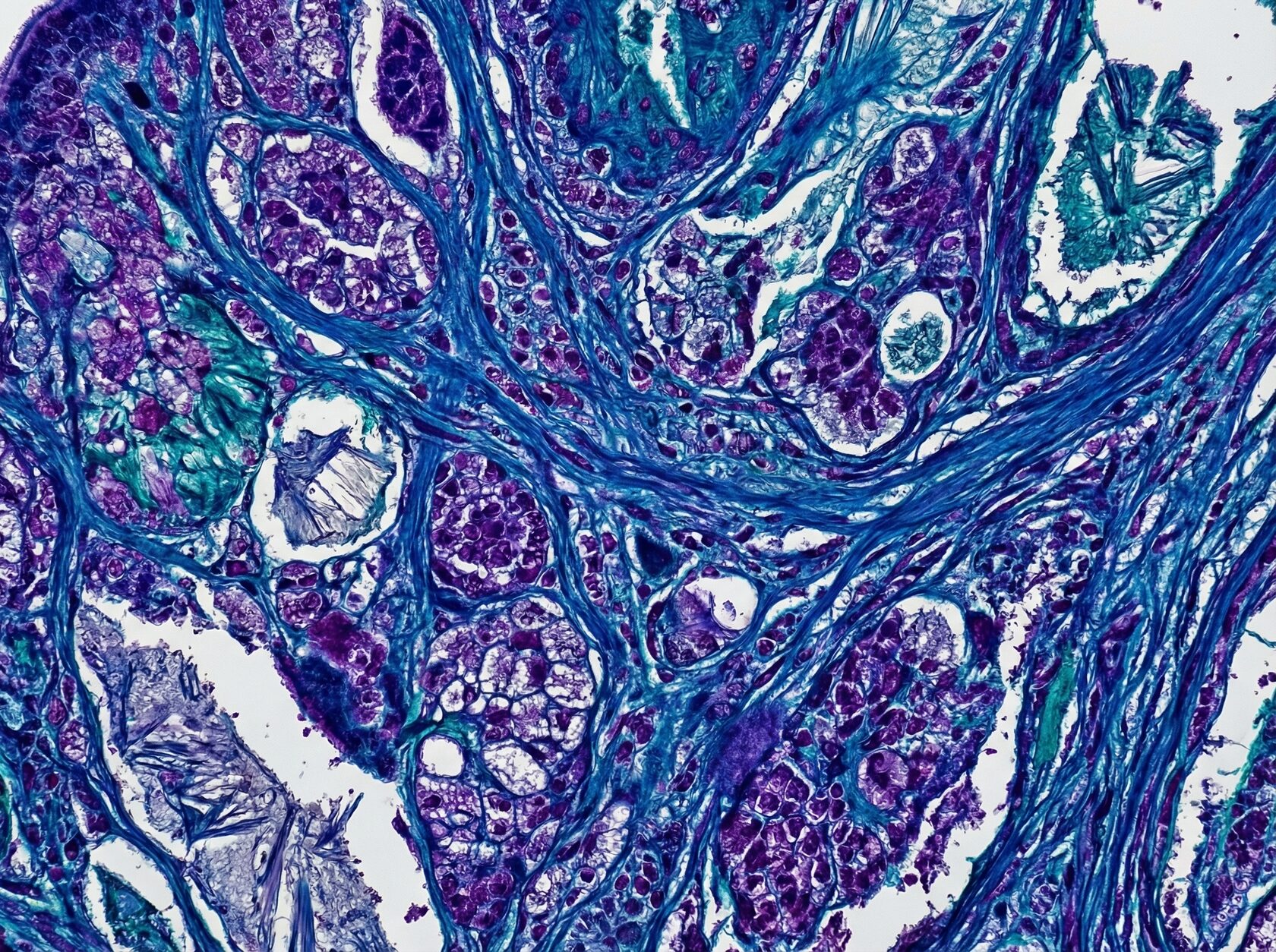 Иллюстрация компонента Dipeptide-2